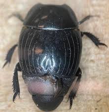 Attēlu rezultāti vaicājumam “Histeridae”