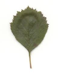 Attēlu rezultāti vaicājumam “Crataegus chrysocarpa”