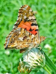 Attēlu rezultāti vaicājumam “Vanessa cardui upperside”