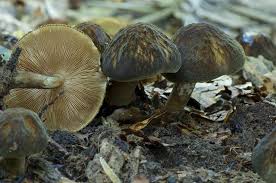 Attēlu rezultāti vaicājumam “Pluteus umbrosus”