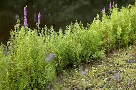 Attēlu rezultāti vaicājumam “Thelypteris palustris”