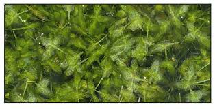 Attēlu rezultāti vaicājumam “Lemna trisulca”