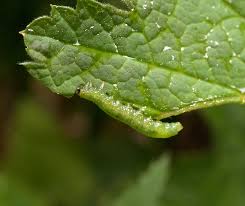 Attēlu rezultāti vaicājumam “Pristiphora maesta”