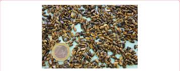 Attēlu rezultāti vaicājumam “Silybum marianum fruit”