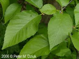 Attēlu rezultāti vaicājumam “Betula alleghaniensis leaf”