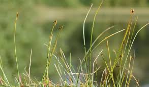 Attēlu rezultāti vaicājumam “Carex pauciflora”
