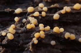 Attēlu rezultāti vaicājumam “Bactridium flavum”