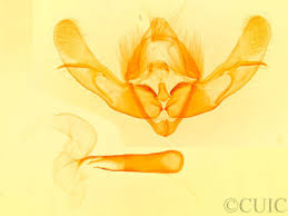 Attēlu rezultāti vaicājumam “Oligia sp.”