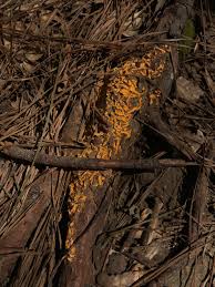 Attēlu rezultāti vaicājumam “Chrysothrix candelaris”