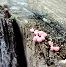 Attēlu rezultāti vaicājumam “Lycogala epidendrum aggr. spores”