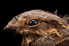 Attēlu rezultāti vaicājumam “Caprimulgus europaeus”