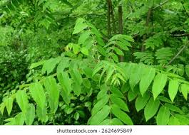 Attēlu rezultāti vaicājumam “Juglans mandshurica leaf”