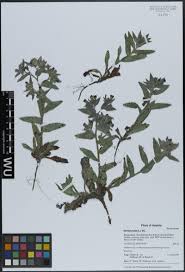 Attēlu rezultāti vaicājumam “Festuca altissima leaf”