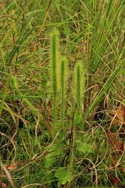 Attēlu rezultāti vaicājumam “Lycogala maculatum sessile”