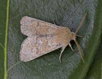 Attēlu rezultāti vaicājumam “Orthosia miniosa imago”