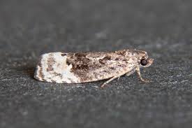 Attēlu rezultāti vaicājumam “Apotomis betuletana”