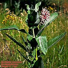 Attēlu rezultāti vaicājumam “Asclepiadaceae”