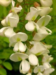 Attēlu rezultāti vaicājumam “Robinia pseudoacacia”