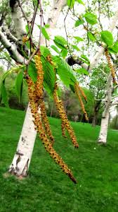 Attēlu rezultāti vaicājumam “Betula humilis male flower”