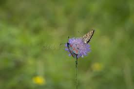 Attēlu rezultāti vaicājumam “Mellicta athalia underside”