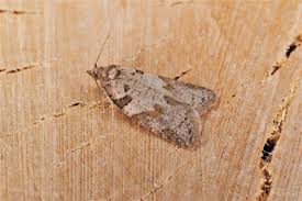 Attēlu rezultāti vaicājumam “Eana incanana”