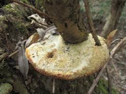 Attēlu rezultāti vaicājumam “Dichomitus campestris”