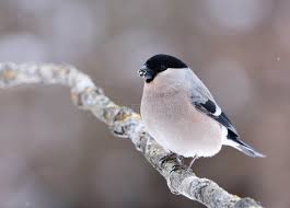 Attēlu rezultāti vaicājumam “Pyrrhula pyrrhula female”