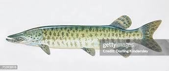 Image result for Esox masquinongy