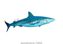 Image result for Carcharhinus perezii