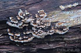 Attēlu rezultāti vaicājumam “Datronia mollis”