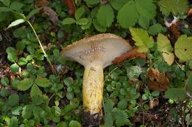 Attēlu rezultāti vaicājumam “Lactarius repraesentaneus”