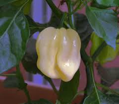 Afbeeldingsresultaat voor white habanero hot pepper