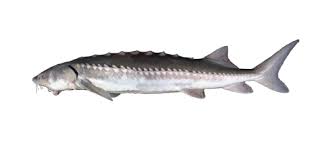 Image result for Acipenser transmontanus