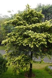 Attēlu rezultāti vaicājumam “Taxus wallichiana”