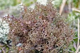 Attēlu rezultāti vaicājumam “Cetraria ericetorum”