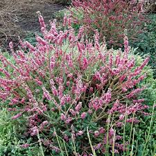 Attēlu rezultāti vaicājumam “Daphne mezereum flower”