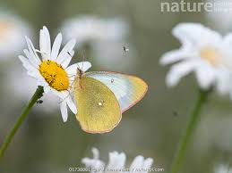 Attēlu rezultāti vaicājumam “Colias palaeno”