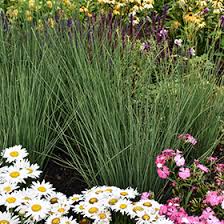 Attēlu rezultāti vaicājumam “Juncus inflexus”