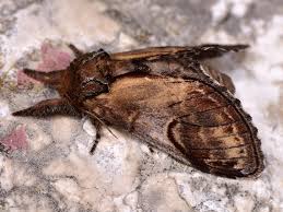 Attēlu rezultāti vaicājumam “Notodonta ziczac”