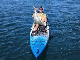 Image result for Lichia amia