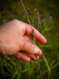 Attēlu rezultāti vaicājumam “Enteridium liceoides sessile”