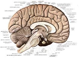 Image result for map of the brain