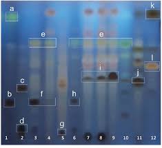 Attēlu rezultāti vaicājumam “Pertusaria leioplaca”