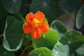 Attēlu rezultāti vaicājumam “Tropaeolum majus leaf”