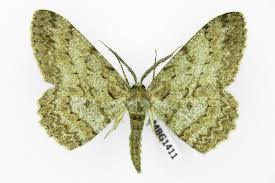 Attēlu rezultāti vaicājumam “Hypomecis punctinalis”