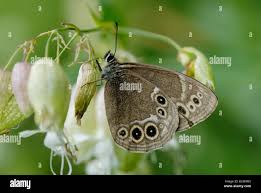 Attēlu rezultāti vaicājumam “Lopinga achine”