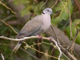 Attēlu rezultāti vaicājumam “Palustriella decipiens”