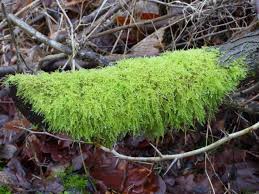 Attēlu rezultāti vaicājumam “Didymodon tophaceus”