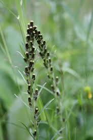 Attēlu rezultāti vaicājumam “Gnaphalium sylvaticum”