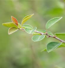Attēlu rezultāti vaicājumam “Cotoneaster multiflorus”